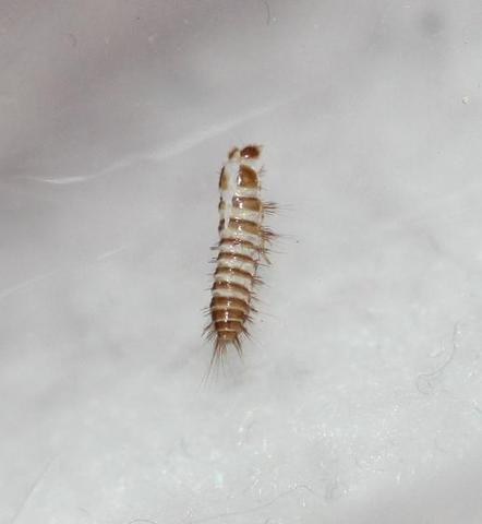 Larven Oder Wurmer Im Bett Und Bettkasten Hausgarten Net