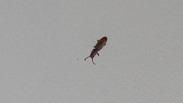 brauner Käfer, ca 3 mm groß  - (Insekten, Schädlinge, Käfer)