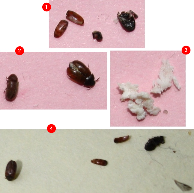 Käfer und Larven in der Wohnung Art bzw. Arten? (Schädlinge)