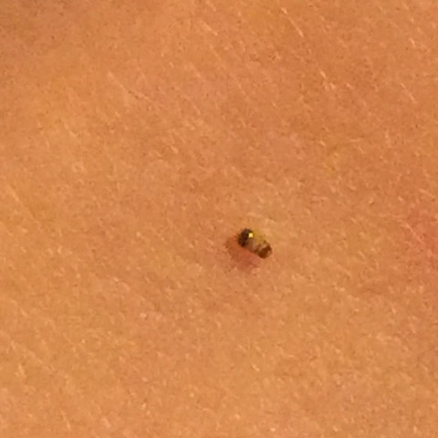 Kafer Larve Wurmcen Im Bett Was Ist Das Insekten Eklig Motten
