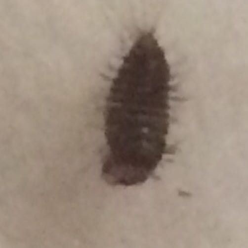 Käfer/Larven im Schlafzimmer und Löcher in Kleidung 😣