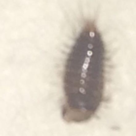 Kafer Larven Im Schlafzimmer Und Locher In Kleidung