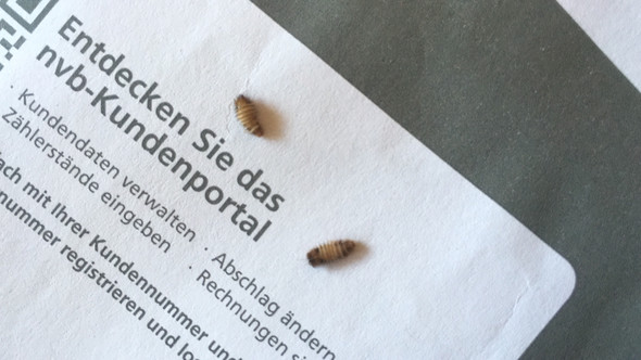 Kaferlarven Oder So Im Schlafzimmer An Der Wand Wohnung Kafer
