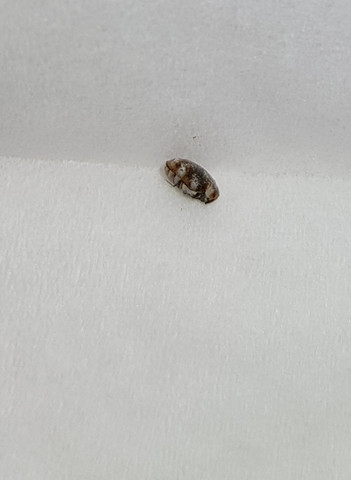 Kaferrrr Kafer Kafer Im Haus