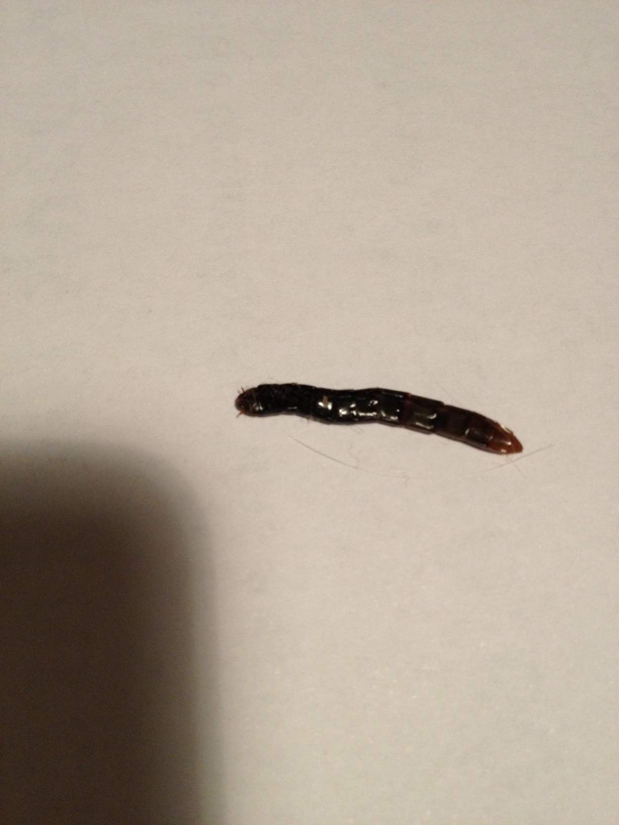 Käfer/Wurm/Raupe in der Wohnung. Undefinierbar. (Schädlinge, Würmer)