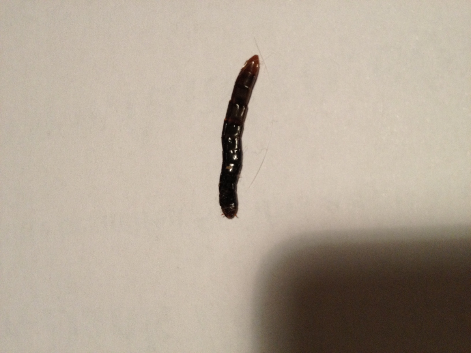 Käfer/Wurm/Raupe in der Wohnung. Undefinierbar. (Schädlinge, Würmer)