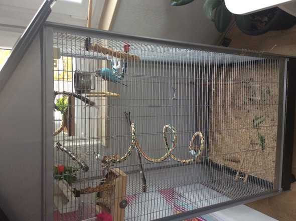 Käfig von Wellensittich verbessern - 0 Big Käfig von Wellensittich verbessern - 0 Big