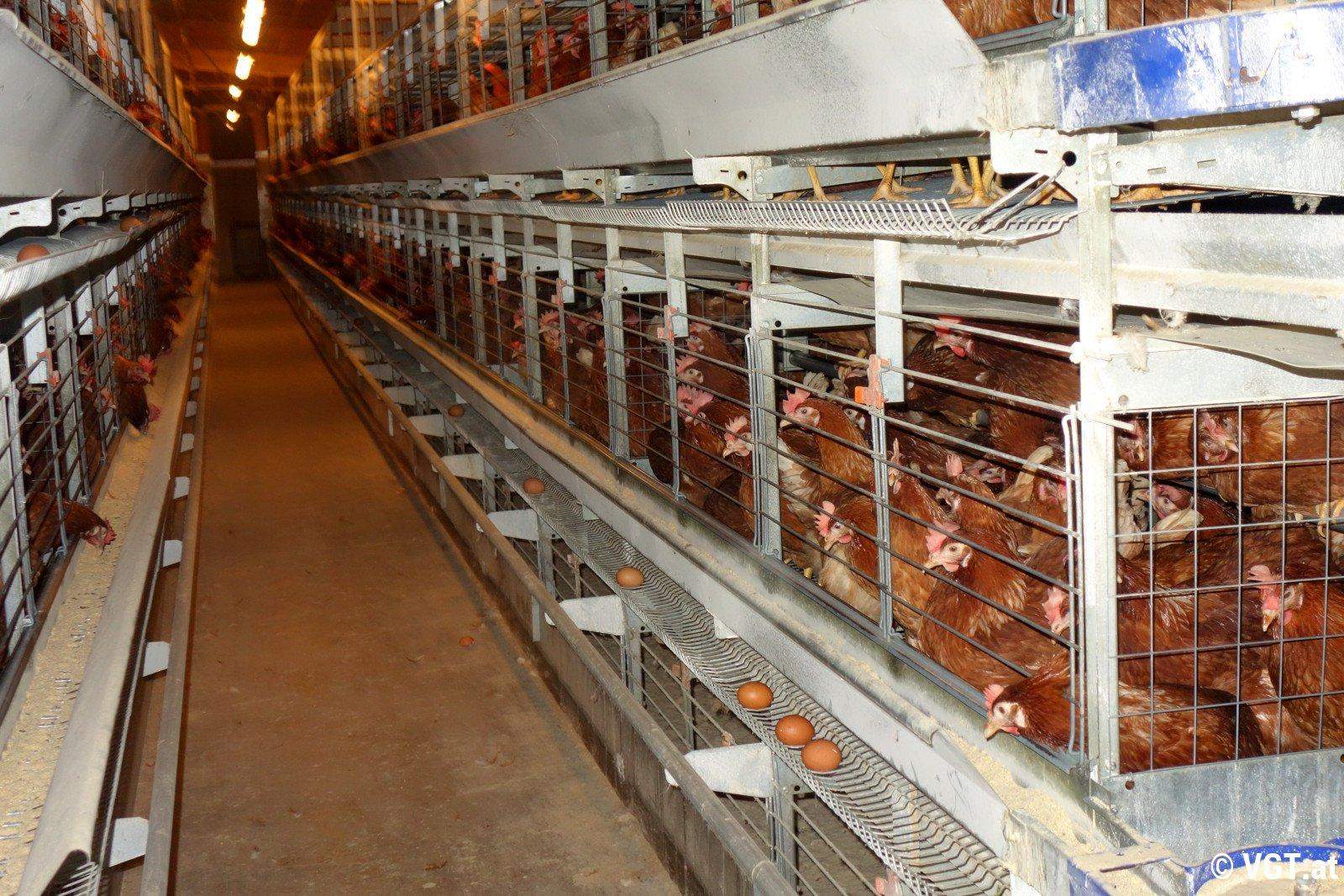 Käfighaltung Hendel? (Ernährung, Leben, Essen)