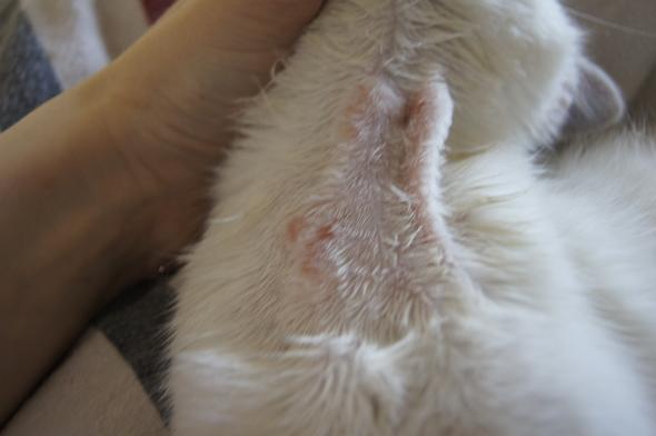 Katzchen Hat Seltsame Knoten Am Hals Tiere Medizin Krankheit Katzchen Hat Seltsame Knoten Am Hals Tiere Medizin Krankheit