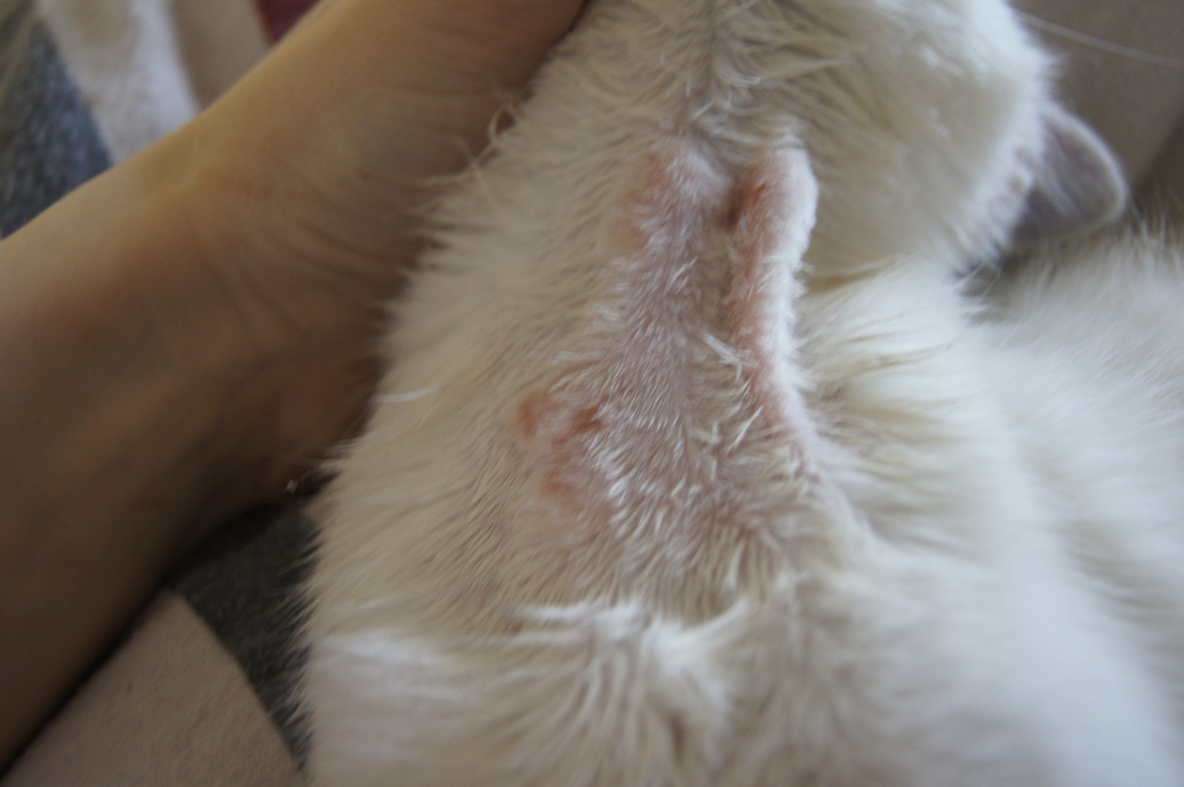 Kätzchen hat seltsame Knoten am Hals (Medizin, Tiere, Krankheit)