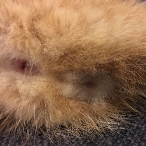 Kätzchen Oder Kater Welches Geschlecht Hat Derdie Kleine