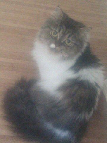 meine Perserkätzin Kitty - (Katzen, Farbverärbung)