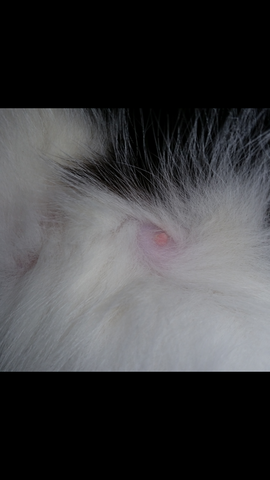 katzin trachtig katze schwanger