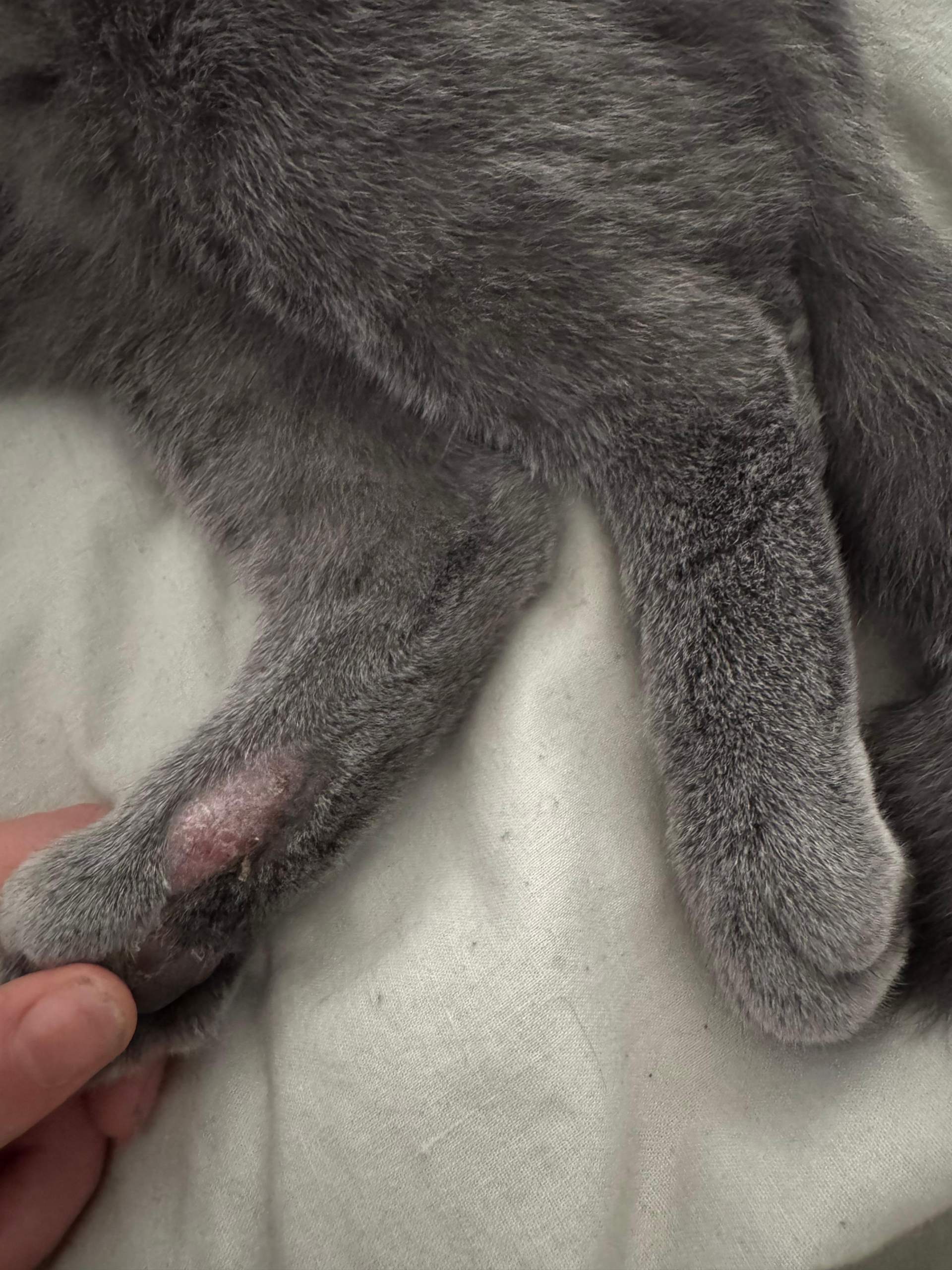 Hinterbeine Katze Kahle Stelle Am Bein Kahle Stelle am Bein Katze? (Tierarzt, Haarausfall, Tiermedizin)