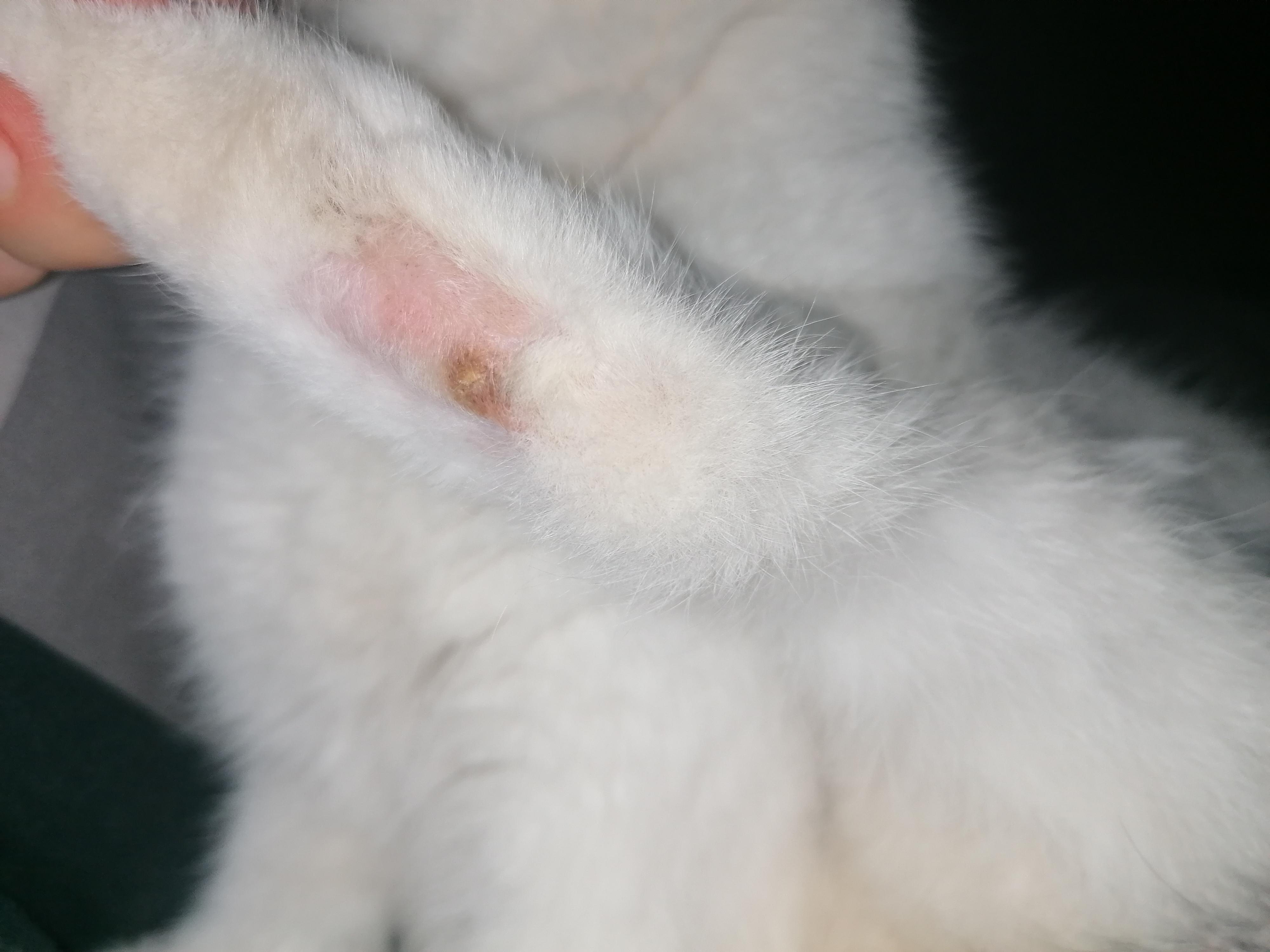 kahle stelle am hinterbein meiner katze gesundheit tiere krankheit