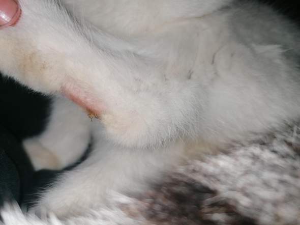 kahle stelle am hinterbein meiner katze gesundheit tiere krankheit