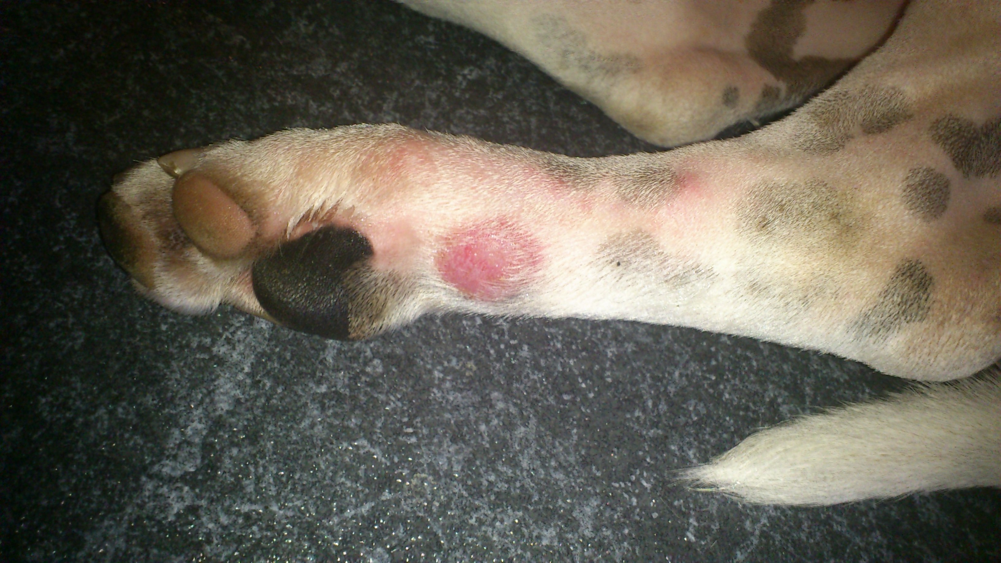 Kahle Stelle an der linken Hinterpfote (Hund, Kahle Stellen)