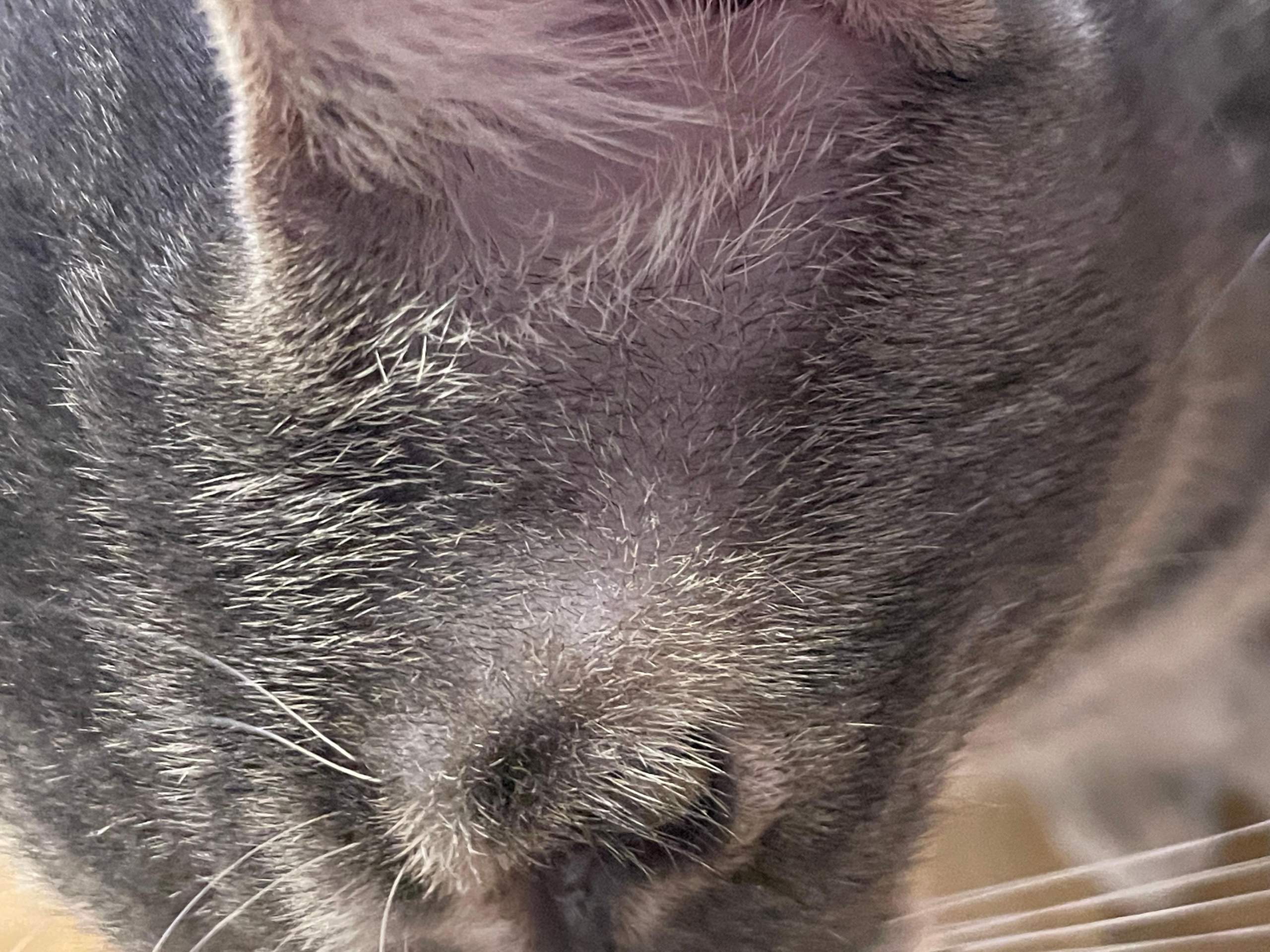 Kahle stelle bei Katze? (Gesundheit, Tierarzt, Kater)