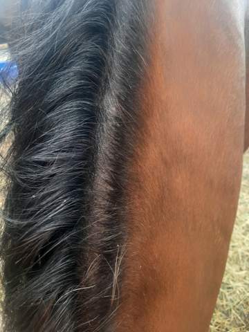 Kahle Stelle bei Mähne (Pferd)?
