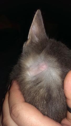 Kahle Stelle Hinter Dem Ohr Mit Einem Kugelformigen Geschwur Krankheit Katzen Kahle Stelle Hinter Dem Ohr Mit Einem Kugelformigen Geschwur Krankheit Katzen