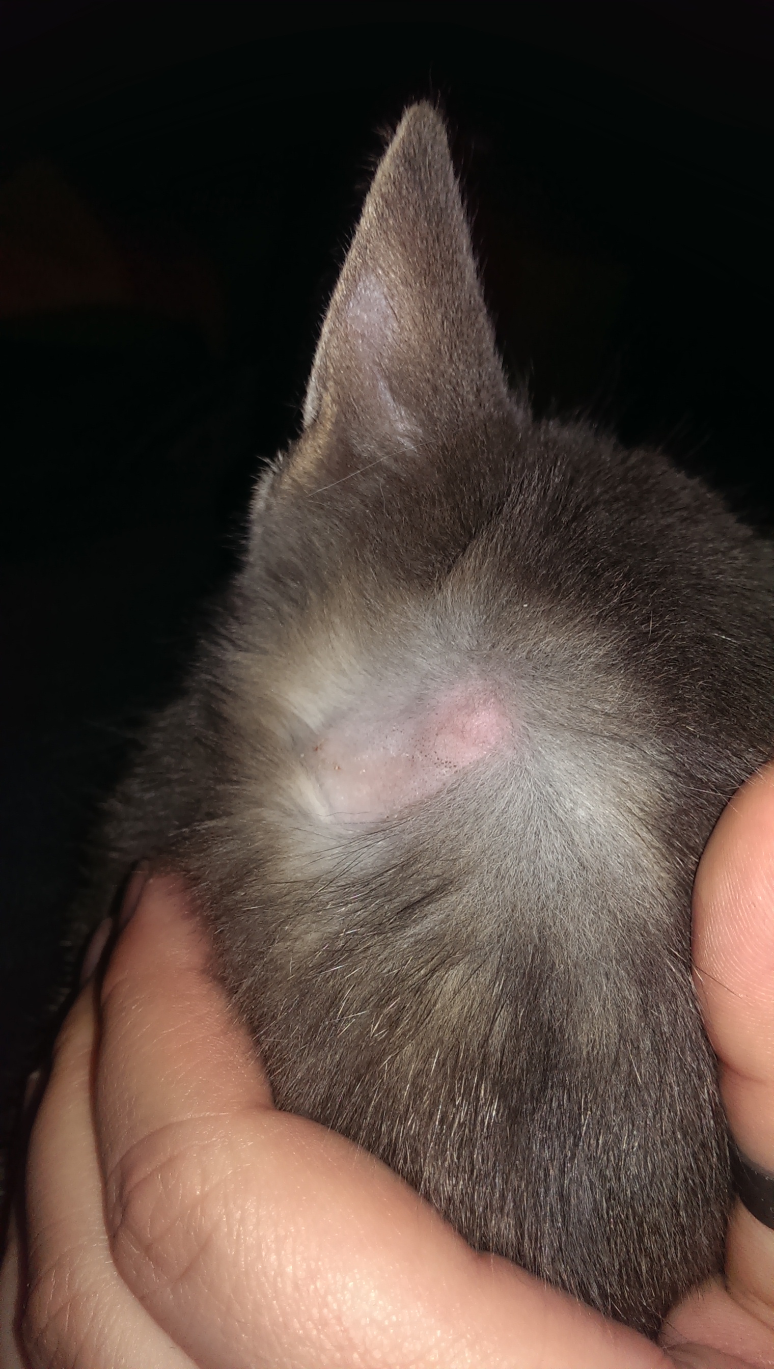 kahle stelle hinter dem ohr mit einem kugelförmigen geschwür (Krankheit