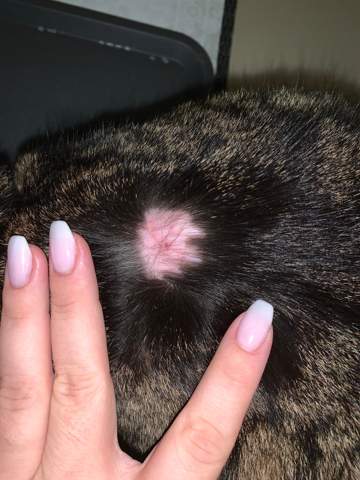 kahle stelle im fell meiner katze tiere tiergesundheit