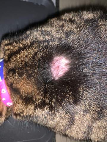 kahle stelle im fell meiner katze tiere tiergesundheit