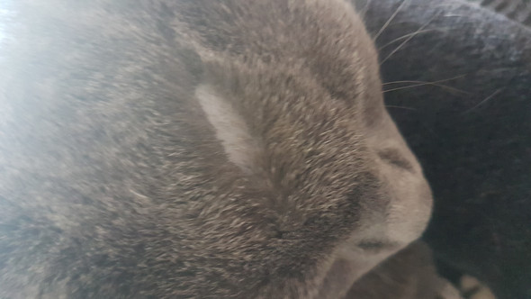Kahle Stelle im Fell meines Katers? (Katze, Kahle Stellen)