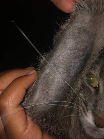 kahle stellen an katze was tun haustiere