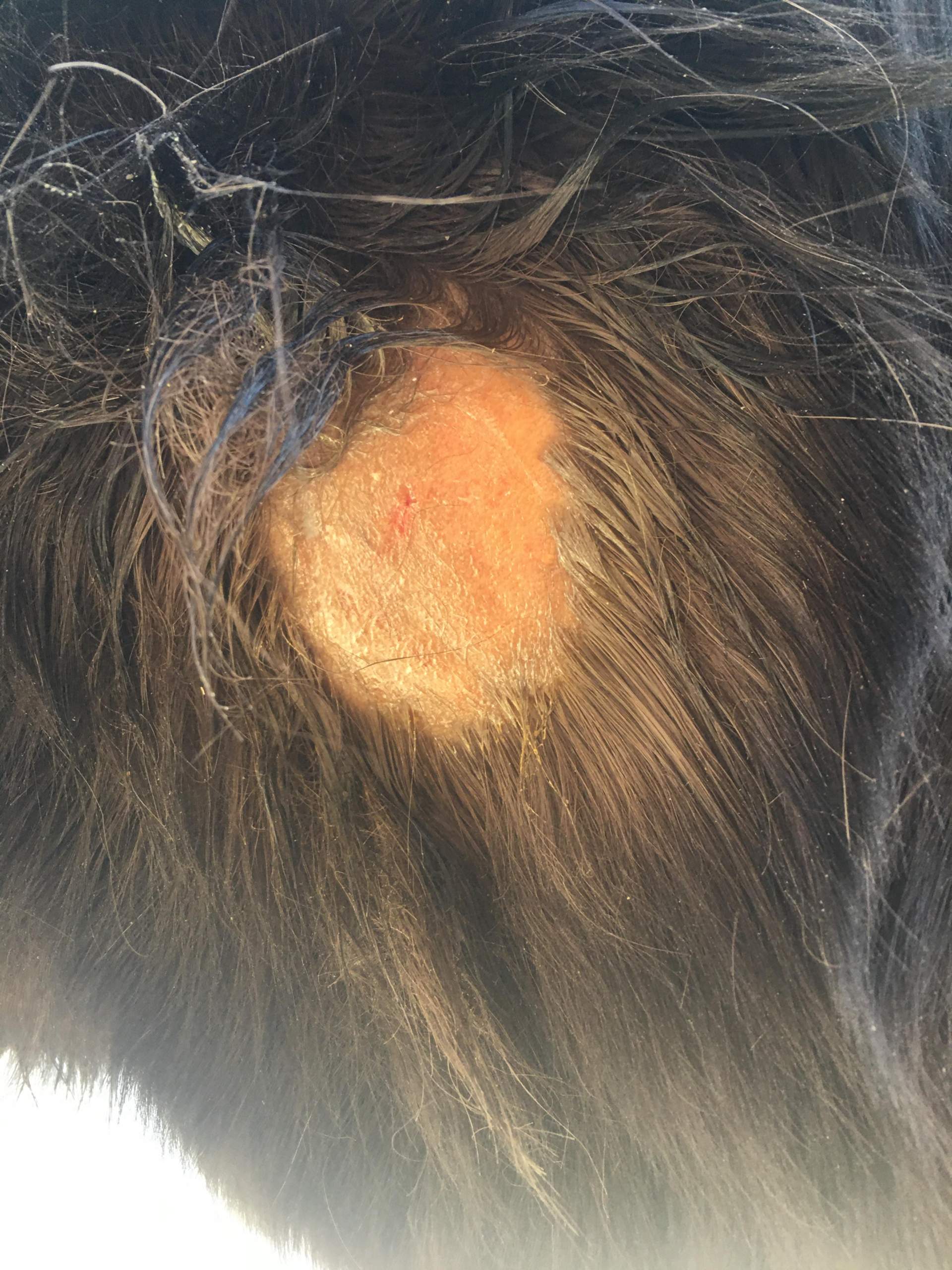 Kahle Stellen beim Pferd? (Reiten, Pferdehaltung)