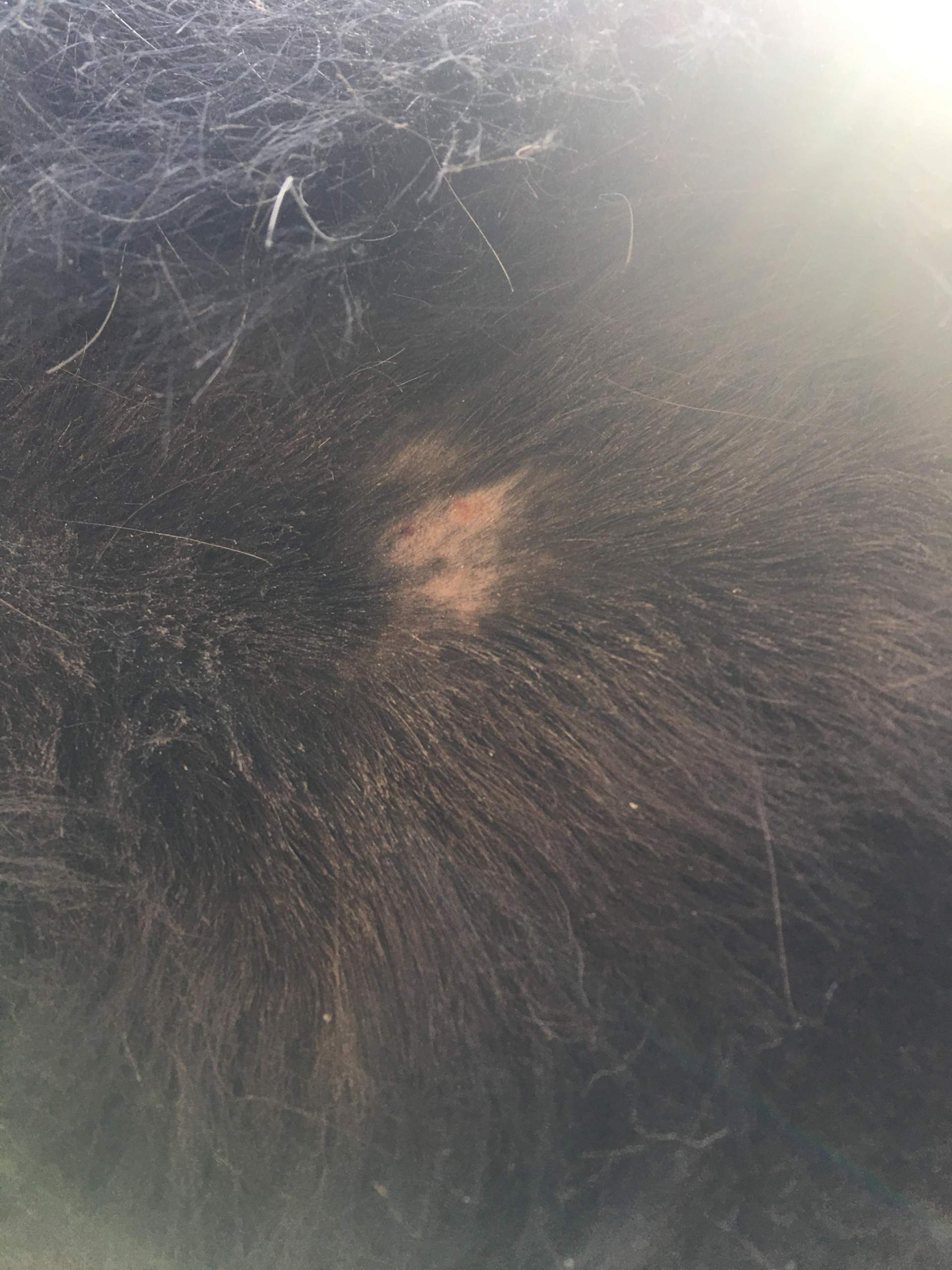 Kahle Stellen beim Pferd? (Reiten, Pferdehaltung)