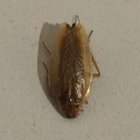 50+ schön Bilder Woher Kommen Kakerlaken In Der Wohnung : Bild zu: Migranten in der Polizei: Woher kommen Sie denn ... : Woher kommen kakerlaken in einer wohnung? 50+ schön Bilder Woher Kommen Kakerlaken In Der Wohnung : Bild zu: Migranten in der Polizei: Woher kommen Sie denn ... : Woher kommen kakerlaken in einer wohnung?