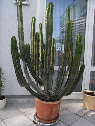 Der mittelgroße Kaktus - (Garten, Blumen, Zimmerpflanzen)