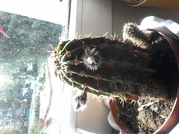 Kaktus Auswüchse eventuell Blüten?