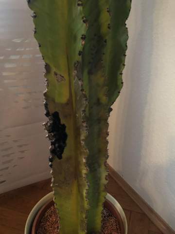 Kaktus bekommt braune und schwarze Stellen. Ursache und Problemlösung?