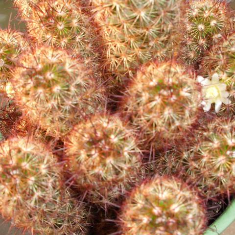 Kaktus 1 - (Pflanzen, Pflanzenpflege, Kaktus)