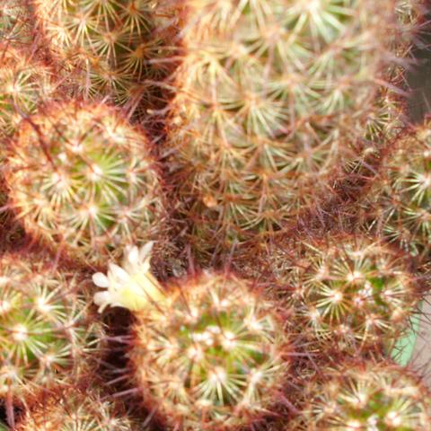 Kaktus 2 - (Pflanzen, Pflanzenpflege, Kaktus)
