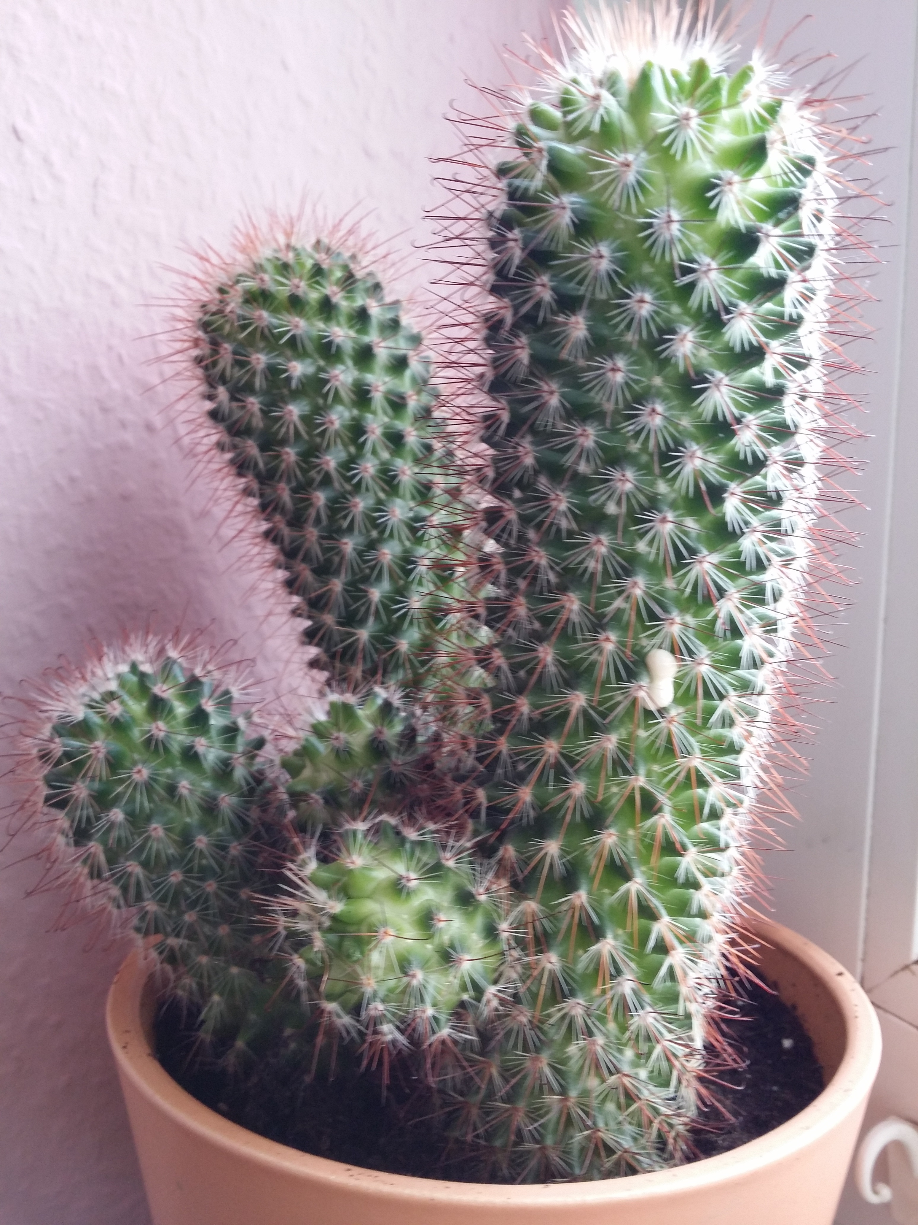 kaktus-blutet-wei-und-um-was-f-r-ein-kaktus-handelt-es-sich-pflanzen