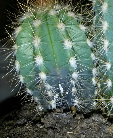 1. Stelle - (Kaktus, fault)