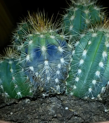 2. Stelle - (Kaktus, fault)
