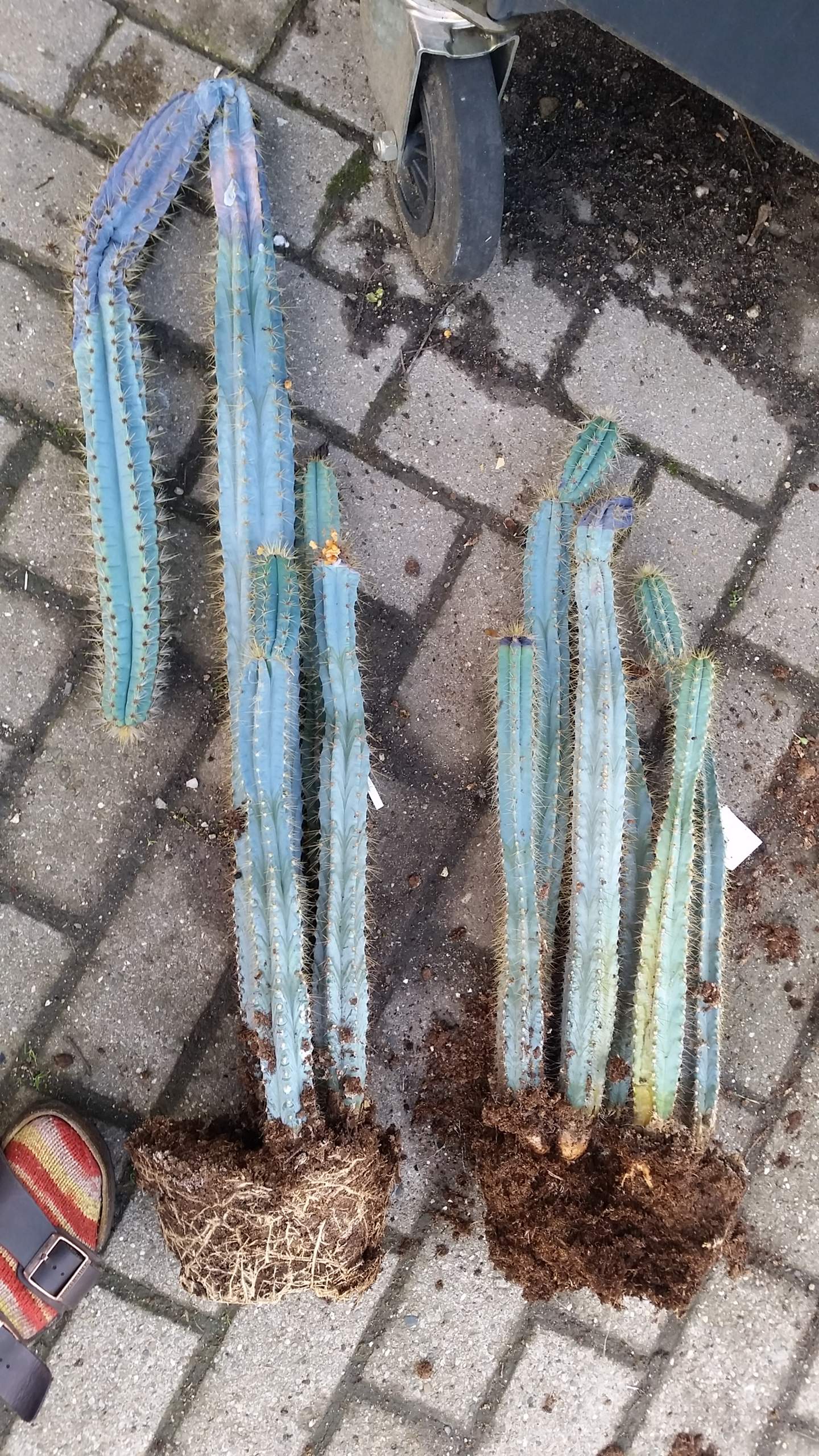 Kaktus fault. Schädlich für andere Pflanzen im Zimmer? (Pflanzenpflege)