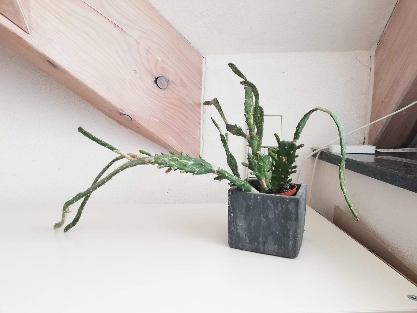 monstera pflanze kaufen Monstera deliciosa (Fensterblatt) kaufen
