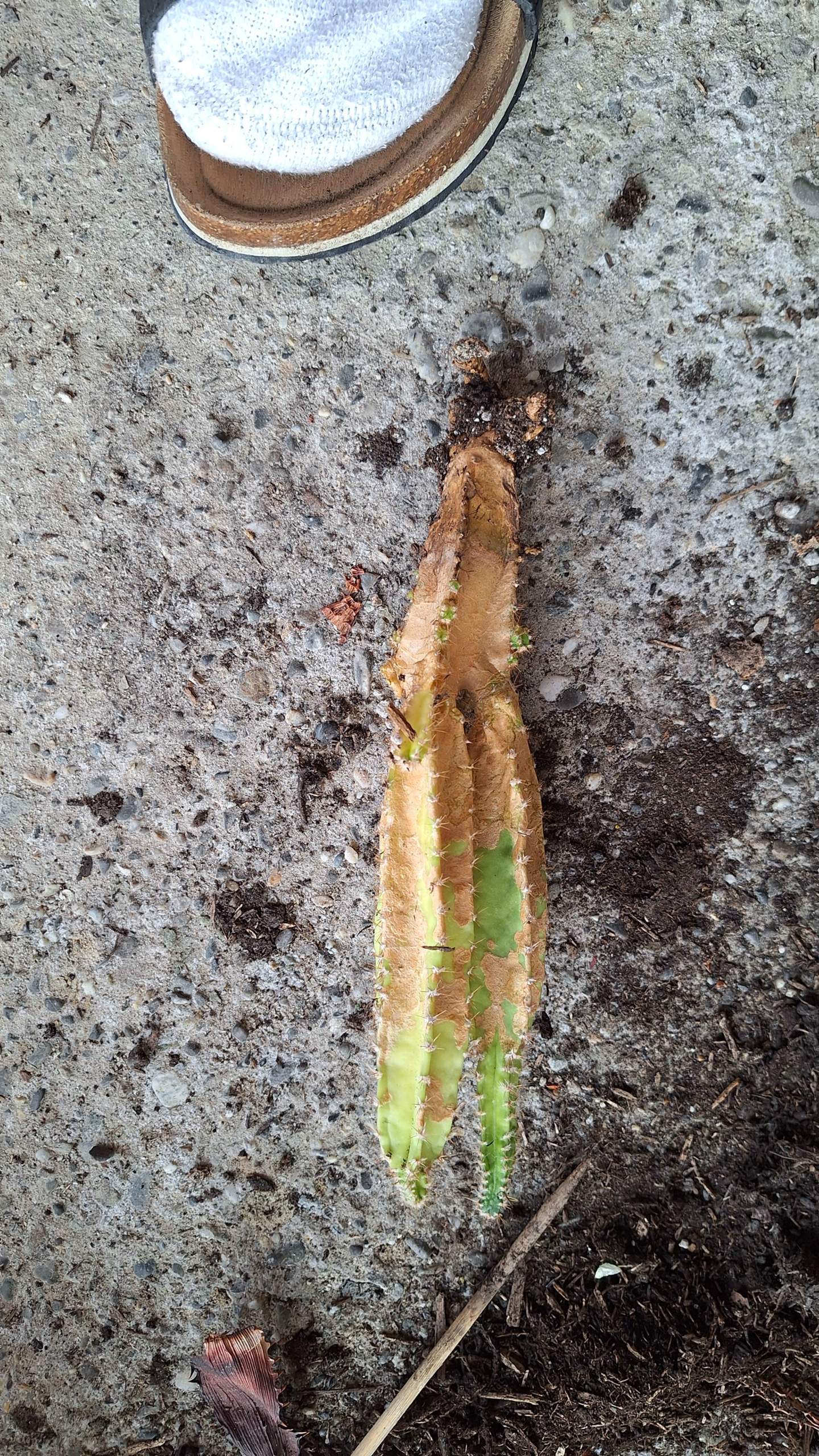 san pedro kaktus kaufen deutschland Kaktus San Pedro Künstlich - Künstliche Pflanzen main image 1