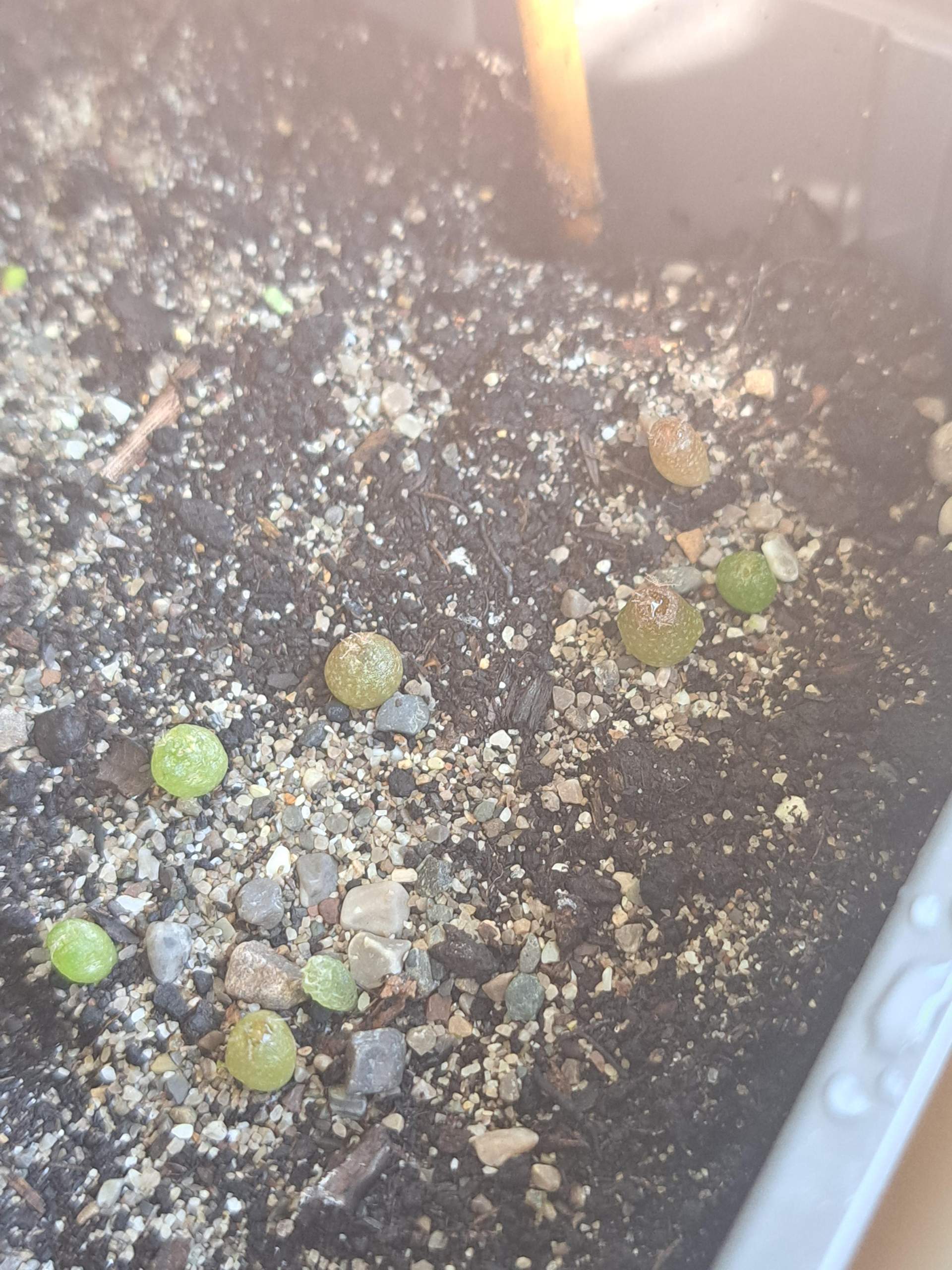 gummibaum feng shui Gummibaum 'Robusta' XXL-Gre kaufen