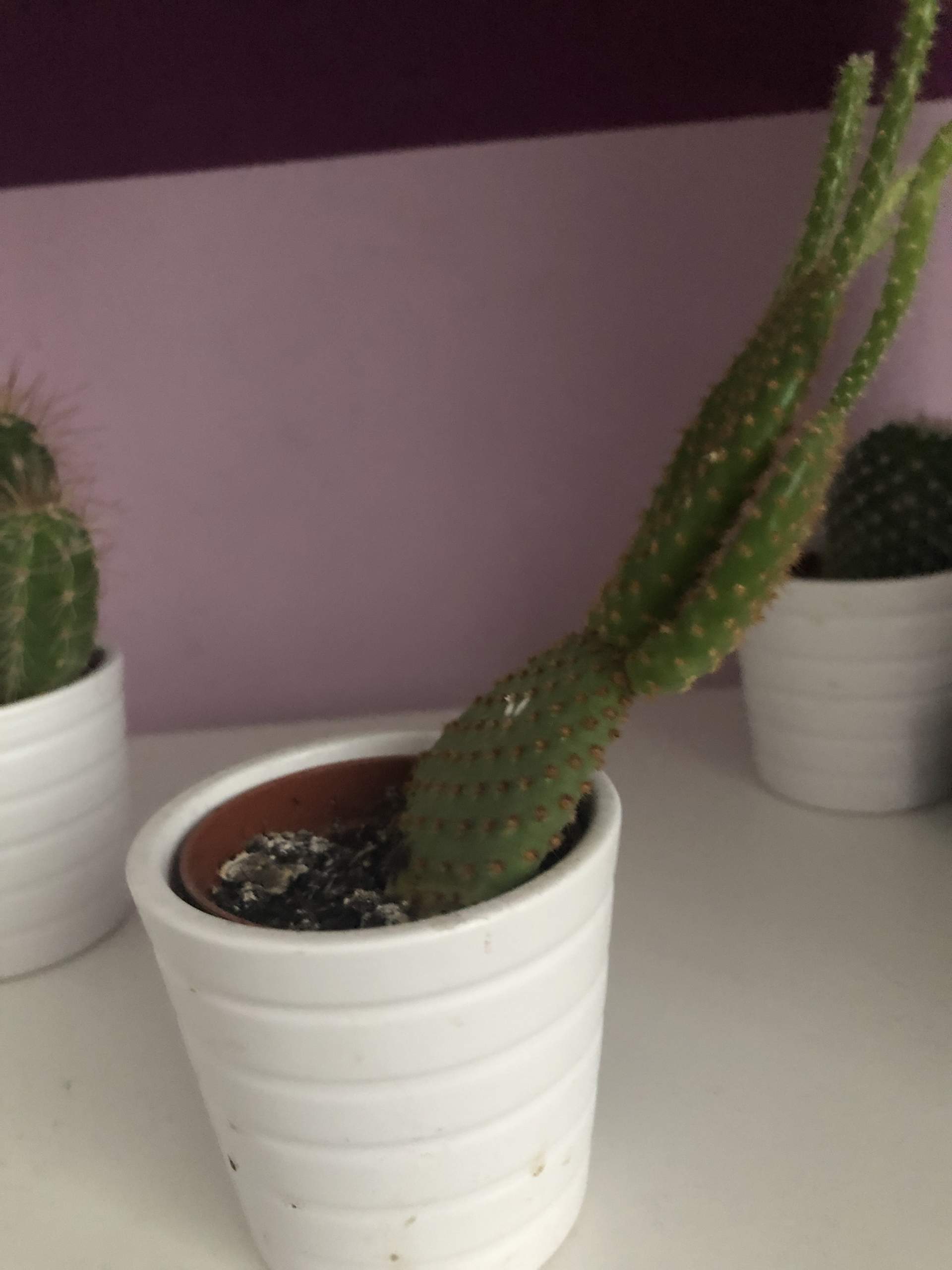 miniature monstera Mini Monstera – Hey Rooted