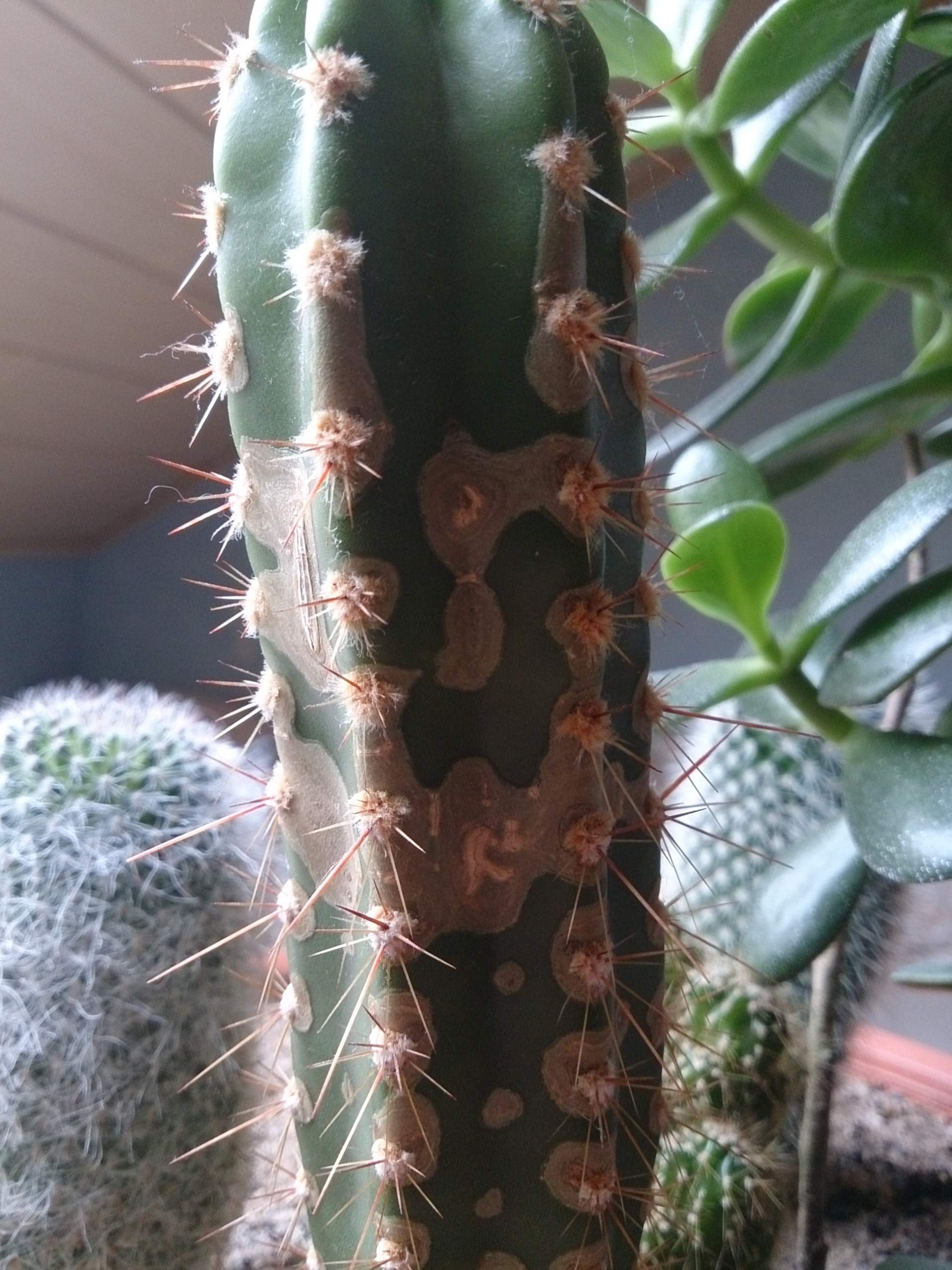 kentia palmen XXL Kentia Palme liefern lassen – Green Me Up main image 0