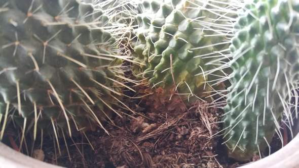 Kaktus mit braunen Flecken?