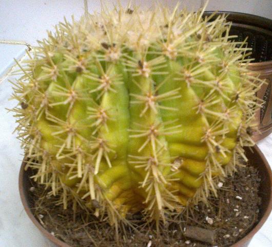 Kaktus - (Pflanzen, Kaktus, Giessen)