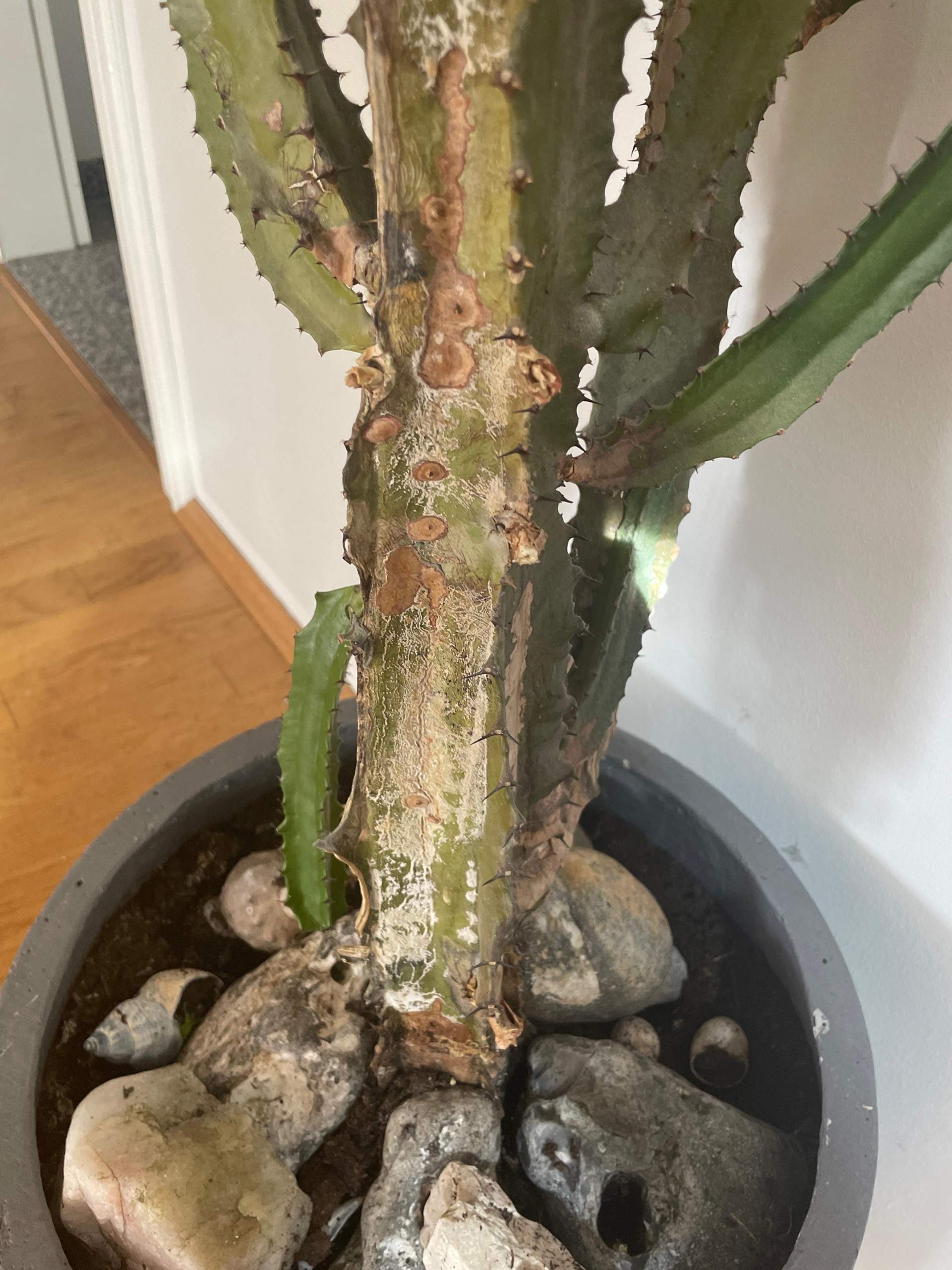 kaktus im bad Cactus Opuntia | 120cm | Online kaufen main image 0