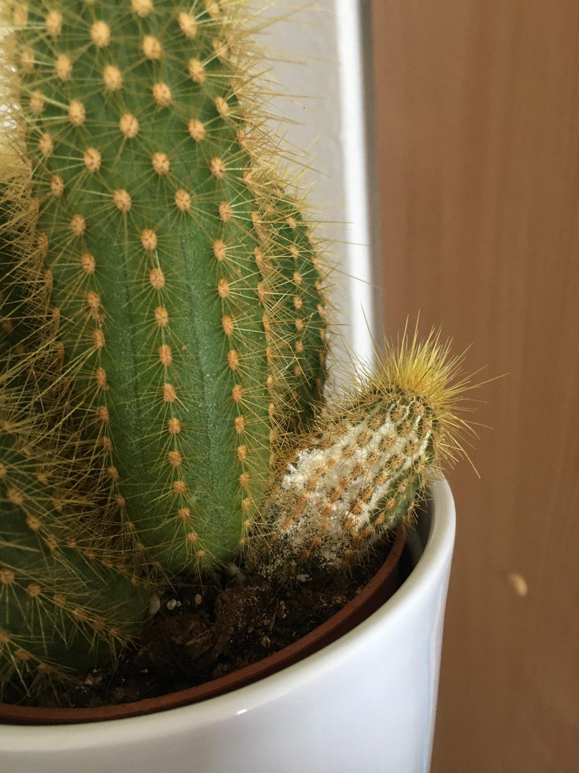 Kaktus schimmelt ? (Pflanzen)